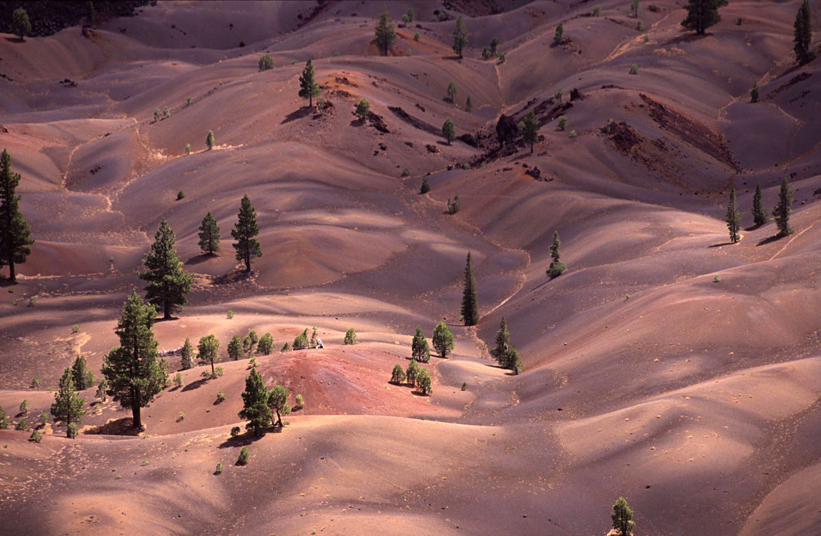 Painted Dunes