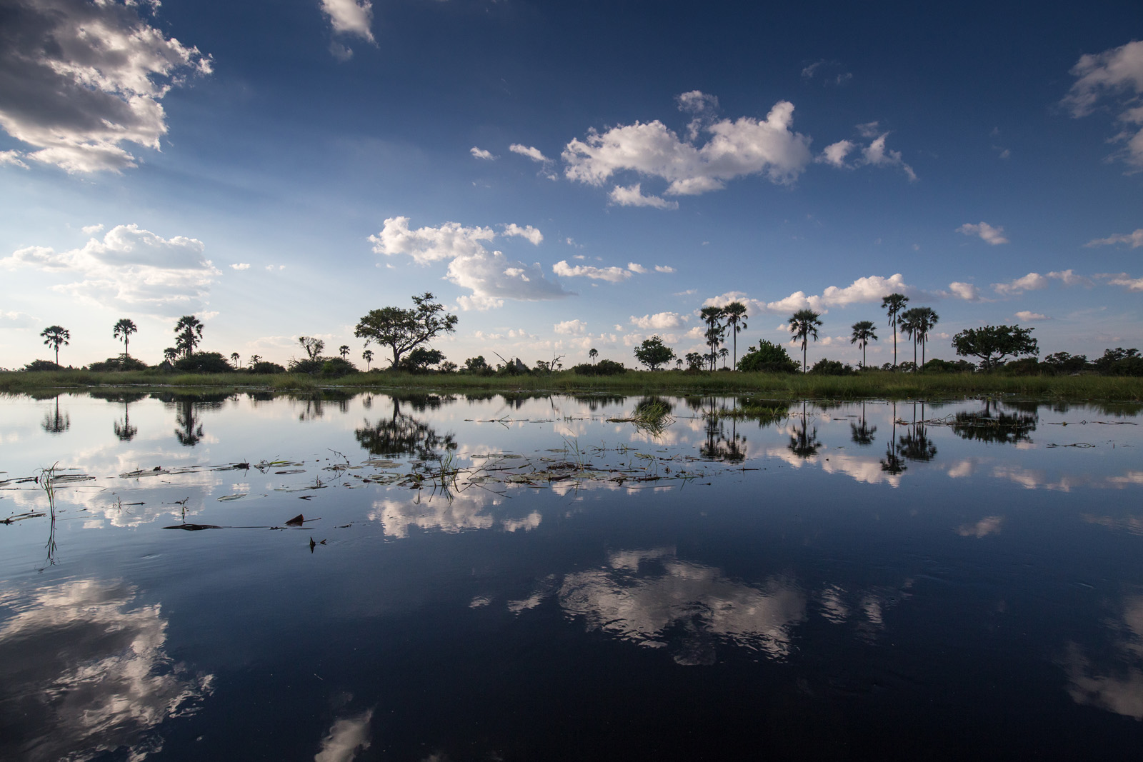 Okavango Reflections
