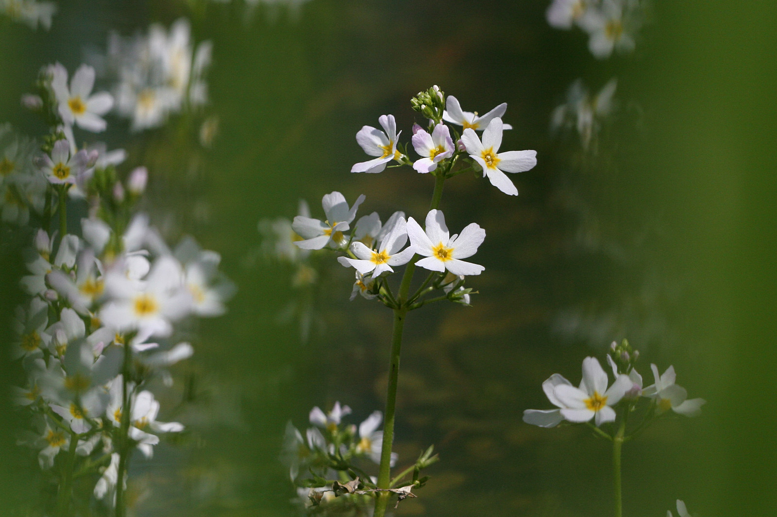 Wasserfeder (Hottonia palustris)