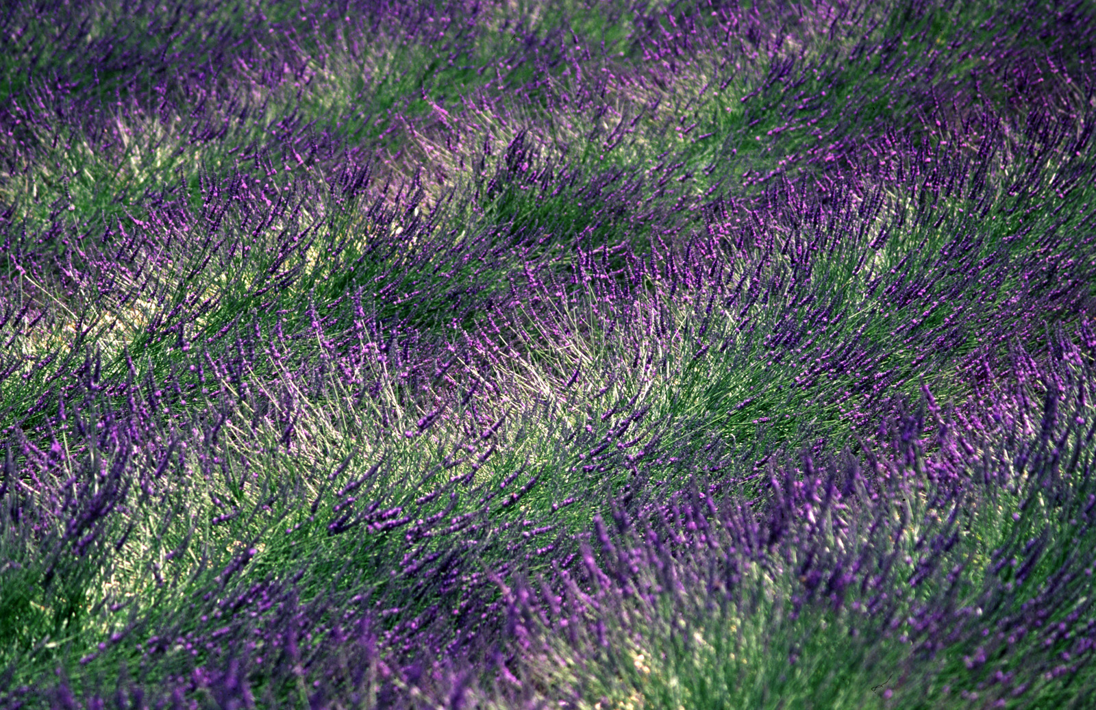 Lavendel
