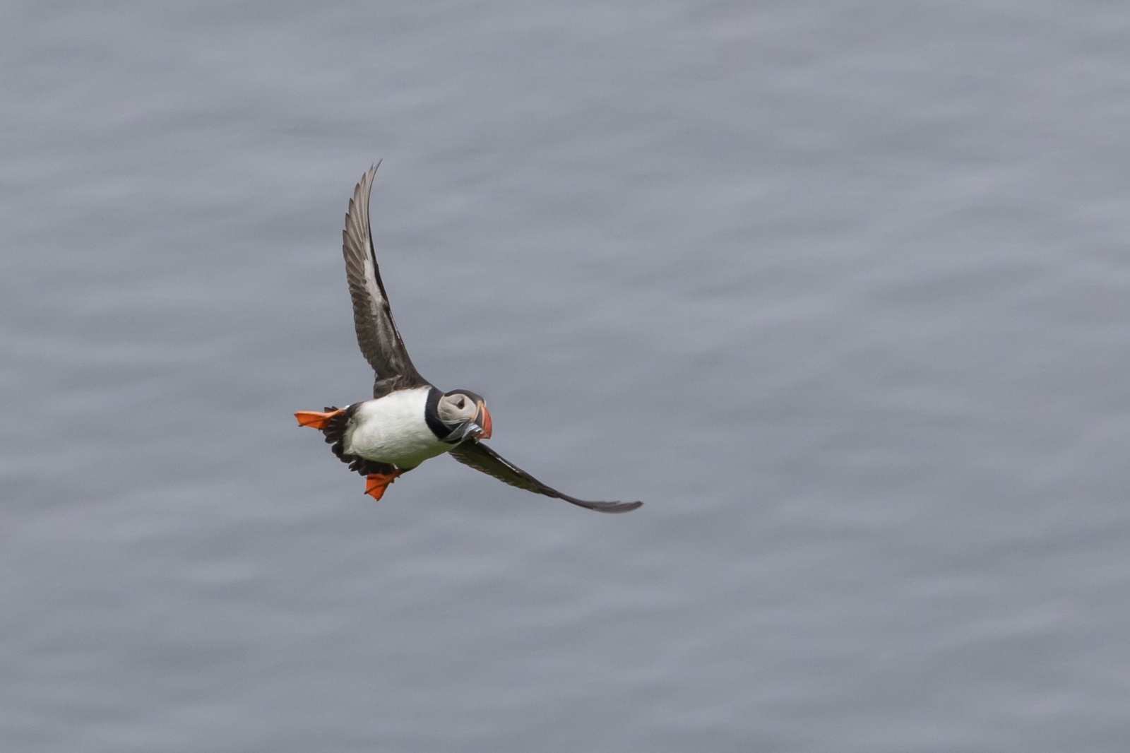 Puffin (Fratercula arctica)