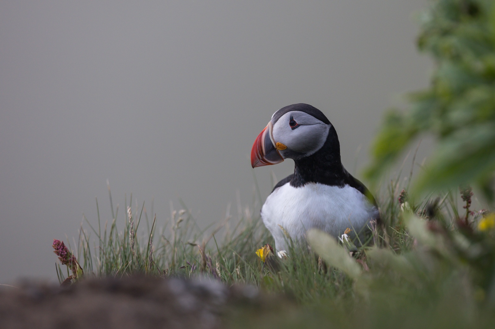 Puffin (Fratercula arctica)