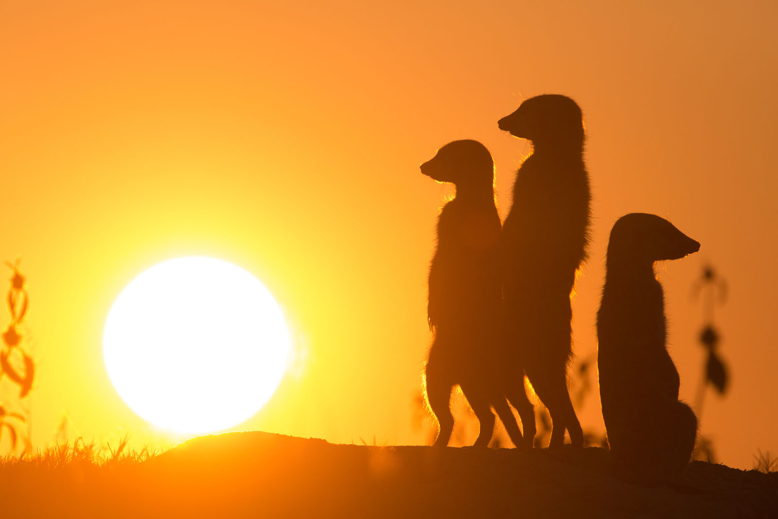 Botswana, Kenia, Madagascar, Namibia, Senegal, Seychelles, South Africa, Tansania, Togo