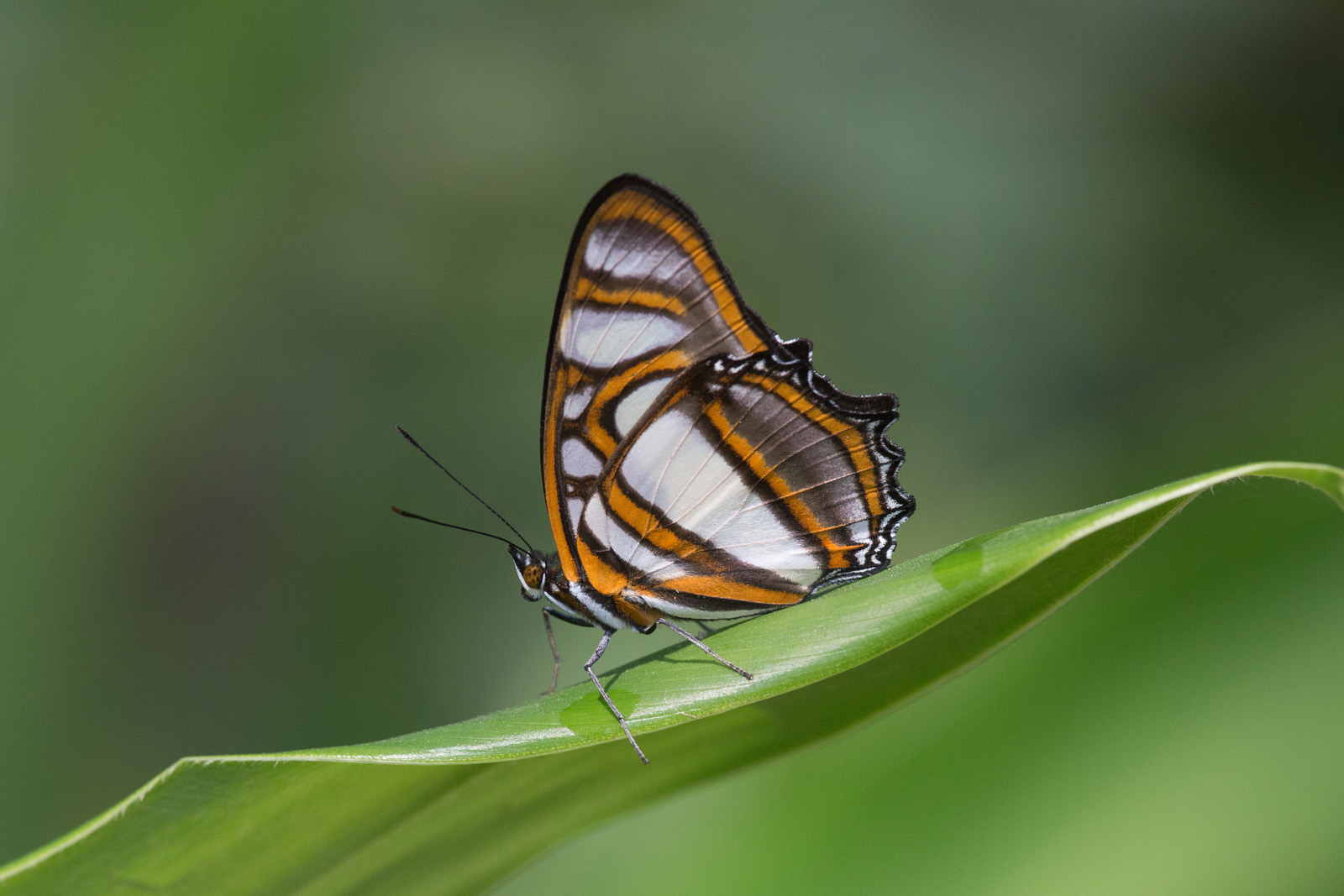 Metamorpha elissa