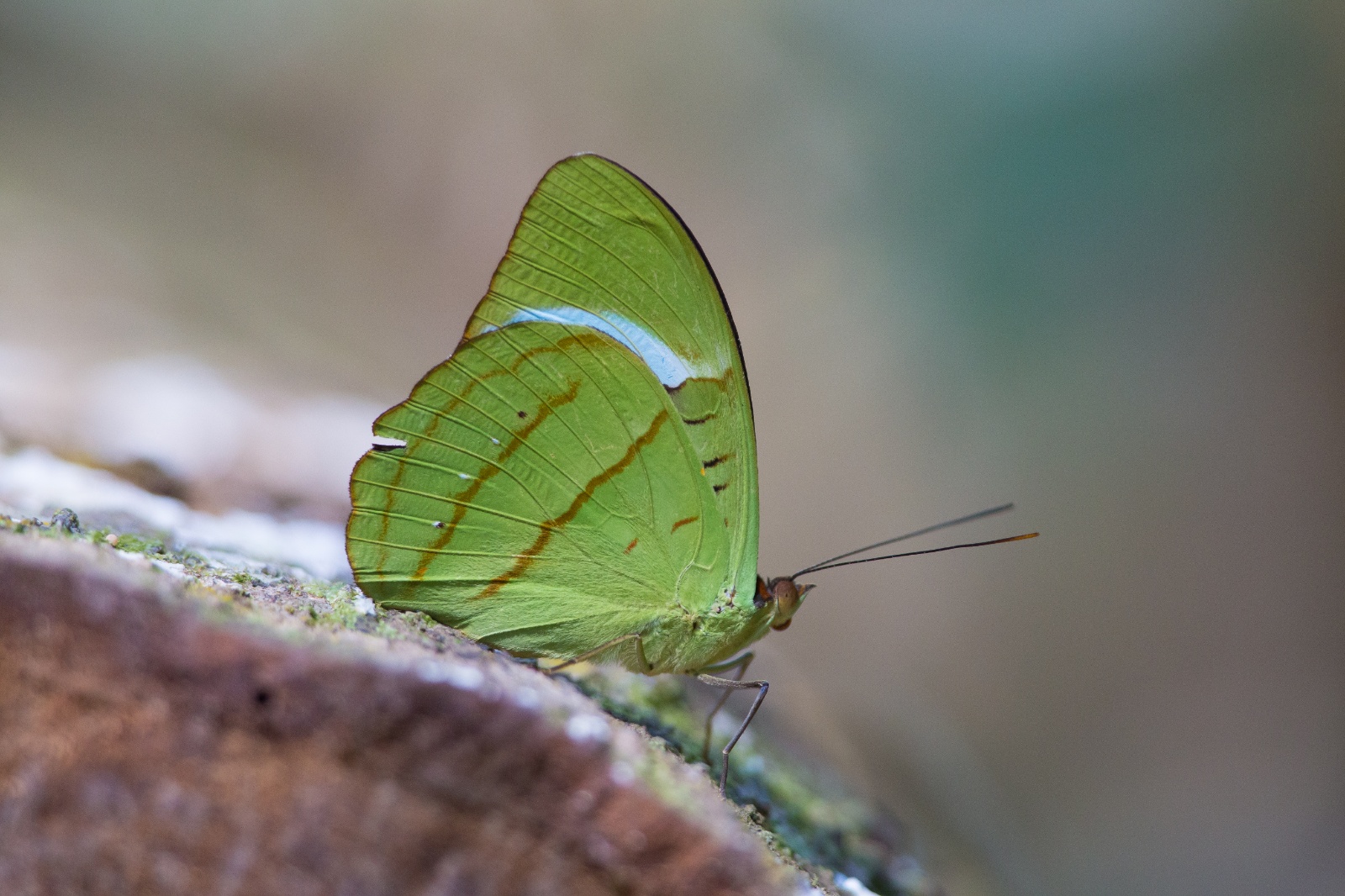 P19 1246