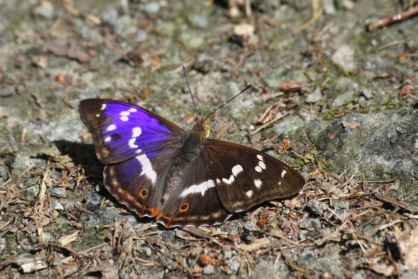 Großer Schillerfalter (Apatura iris)