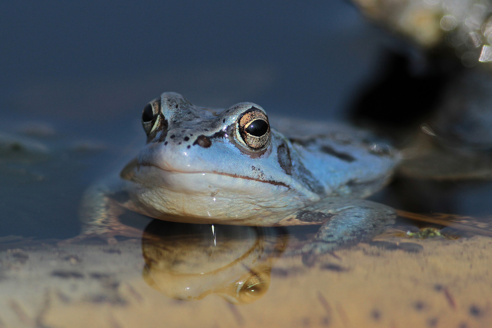 Moorfrosch (Rana arvalis)