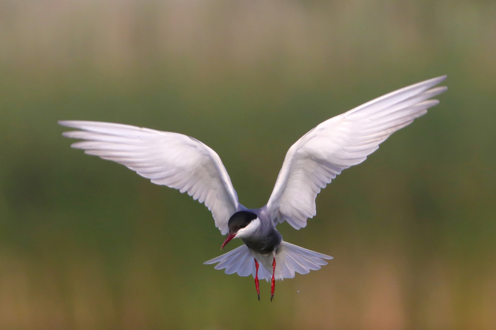 Weißbartseeschwalbe