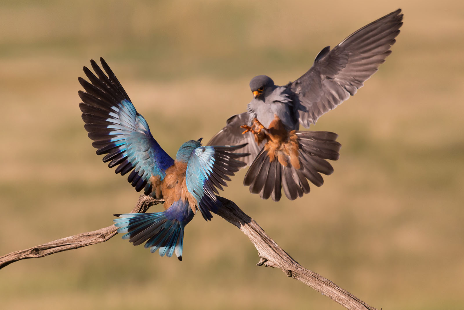 France, Germany, Greece, Hungary, Norway