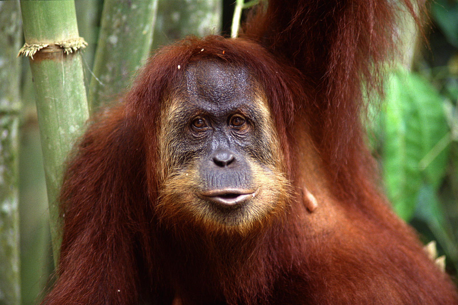 Indonesia, Malaysia, Thailand