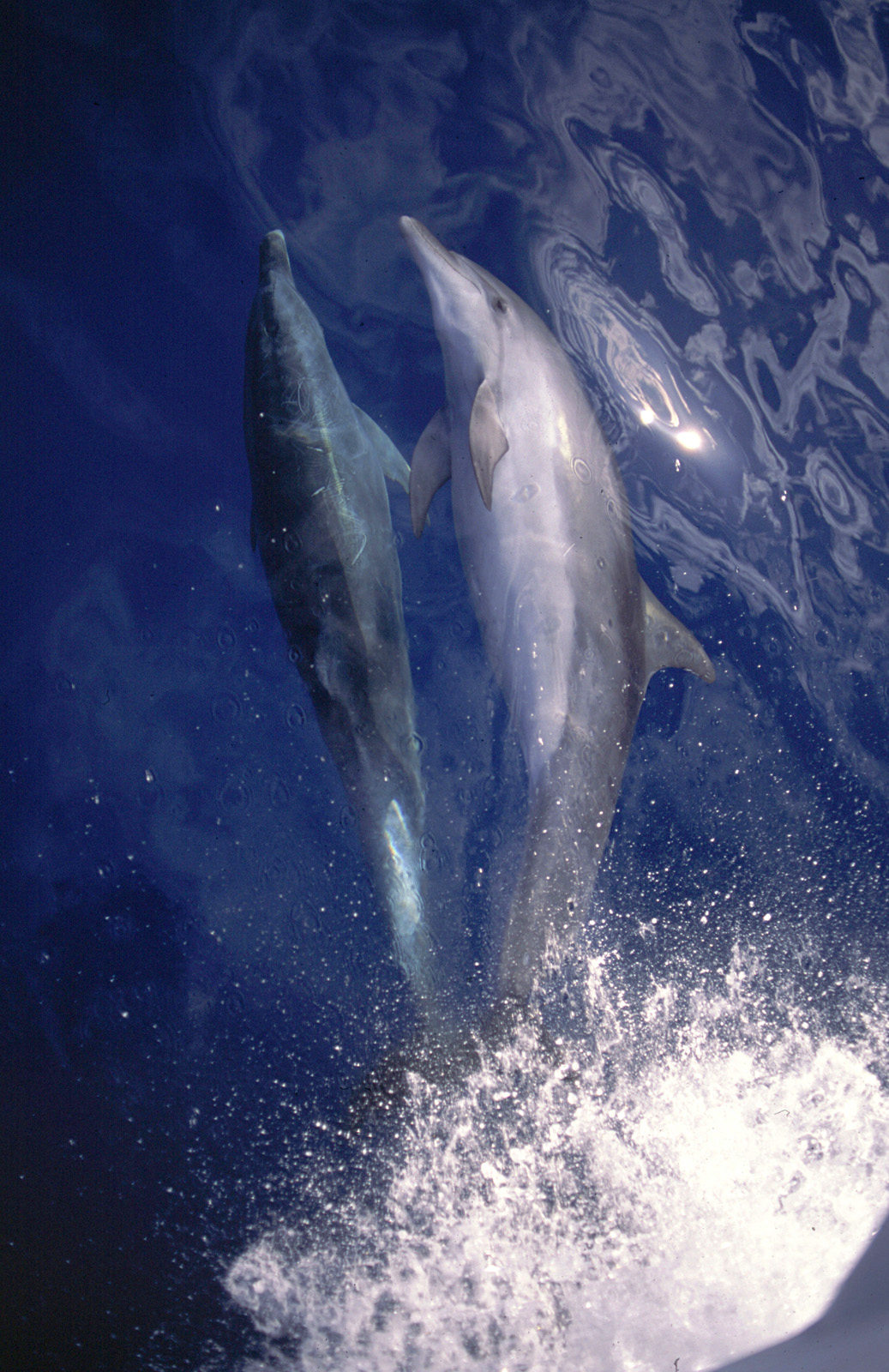 Australia and New Zealand