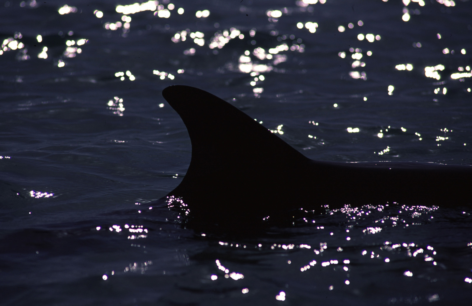 Delfinflosse
