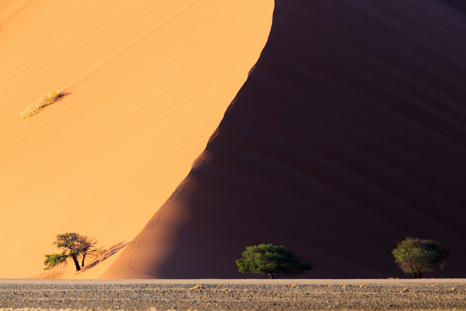 Trees in the Sand